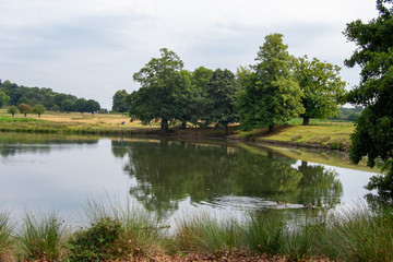 Landscape of Richmond park full of nature and wild life