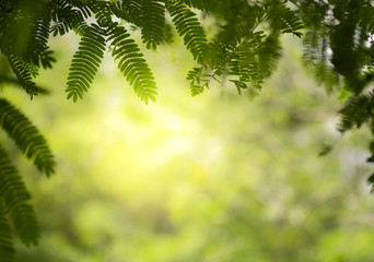 Closeup of nature green leaf and sunlight with greenery blurred background use as decoration ecology environment , fresh wallpaper concept. - Image