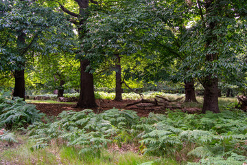 Landscape of Richmond park full of nature and wild life