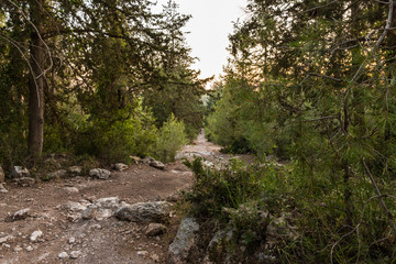 Fototapeta na wymiar The footpath leading through the Hanita forest in northern Israel, in the rays of the setting sun