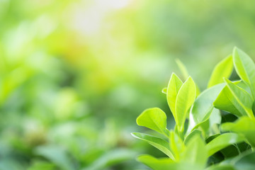 Closeup of nature green leaf and sunlight with greenery blurred background use as decoration ecology environment , fresh wallpaper concept. - Image