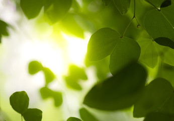 Fototapeta na wymiar Closeup of nature green leaf and sunlight with greenery blurred background use as decoration ecology environment , fresh wallpaper concept. - Image
