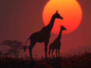 Fototapeta na wymiar Giraffes at sunset