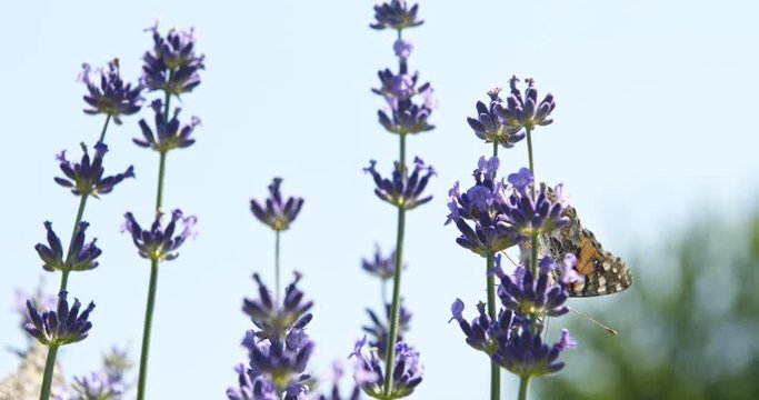 Slow motion shot of butterfly on purple flowers