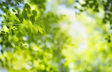 Closeup of nature green leaf and sunlight with greenery blurred background use as decoration...