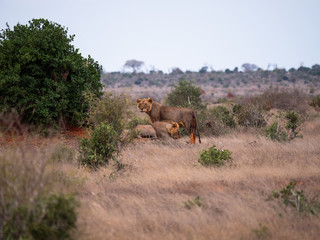 Lions in Tsavo East National Park, Kenya