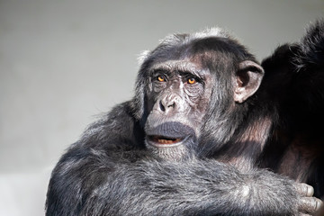 Chimpanzee animal, closeup view.