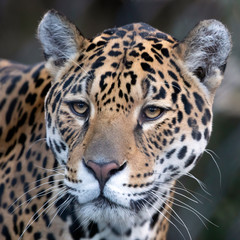 Closeup portrait of Jaguar on blurred background