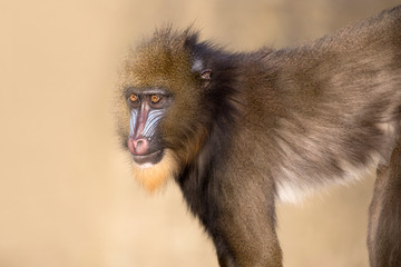 close-up view of beautiful mandrill looking at camera in wildlife