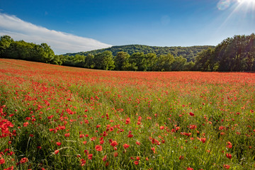 Champs de coquelicots