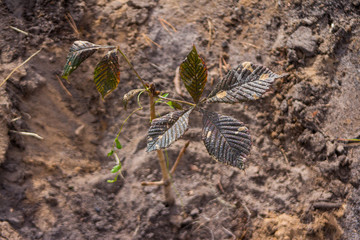 Chestnut seedlings planted in the forest