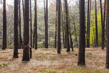 Summer pine forest after the rain in the rays of the sun