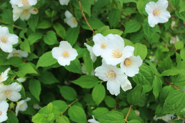 Obraz premium 白い花