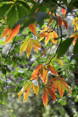 close-up view of beautiful green and yellow autumn leaves in park