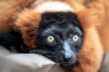 close-up view of adorable red ruffed lemur in wildlife