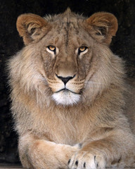 Obraz na płótnie Canvas majestic lion in wildlife reservation, close up view