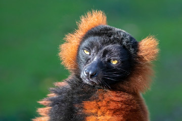 close-up view of adorable red ruffed lemur in wildlife