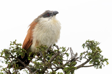 Burchell's coucal (Centropus burchellii) perched in tree, Addo Elephant National Park, Eastern Cape Province, South Africa