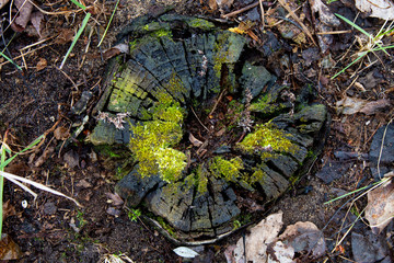 Mossy Stump
