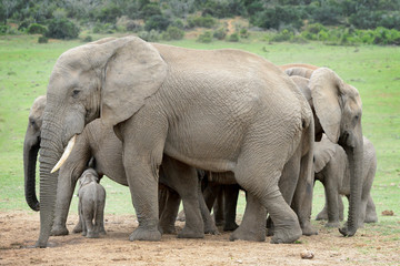 African Elephant (Loxodonta africana) family herd with baby, Addo National Park, Eastern Cape Province, South Africa