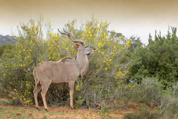 Greater Kudu, (Tragelaphus strepsiceros), eating flowers, Addo Elephant National Park, Eastern Cape Province, South Africa