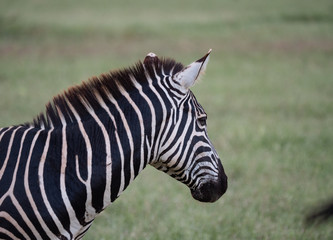 Fototapeta na wymiar Zebras in Tsavo Conservation Area, Kenya