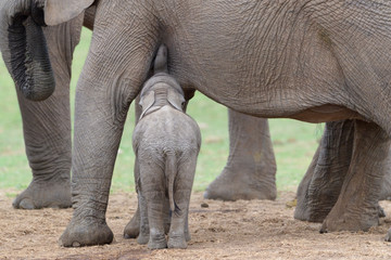 African Elephant (Loxodonta africana) baby feeding with mother, Addo National Park, Eastern Cape Province, South Africa