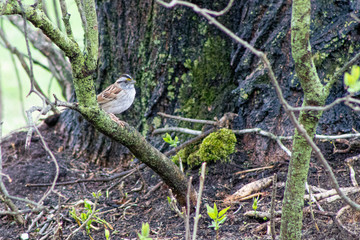 Song Sparrow