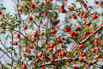 Wildrosenstrauch mit reifen Hagebutten Früchte