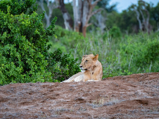 Lioness in Tsavo East National Park, Kenya