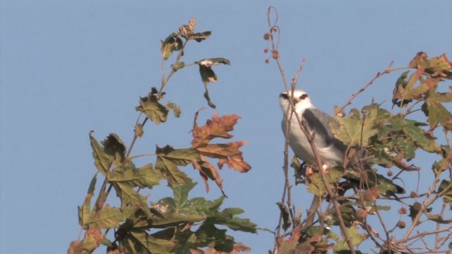 Black winged kite on a branch in hula valley Isael