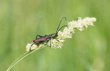 The Capricorn beetle on a stalk of grass. 