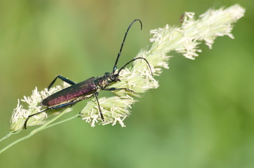The Capricorn beetle on a stalk of grass. 
