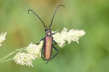 The Capricorn beetle on a stalk of grass. 
