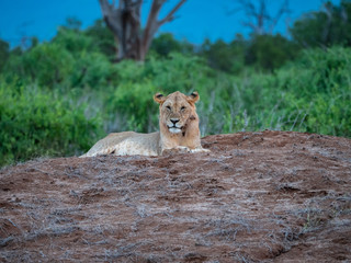 Lioness in Tsavo East National Park, Kenya