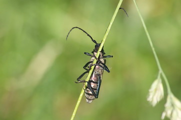 The Capricorn beetle on a stalk of grass. 