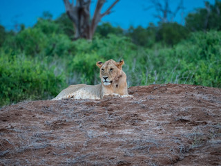 Lioness in Tsavo East National Park, Kenya