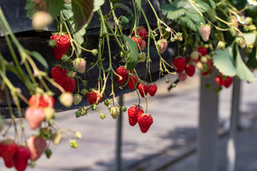 Strawberry farm, Strawberry picking