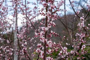 Pink apricot flowers, Armenian plum