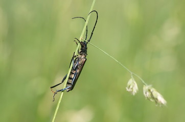 The Capricorn beetle on a stalk of grass. 