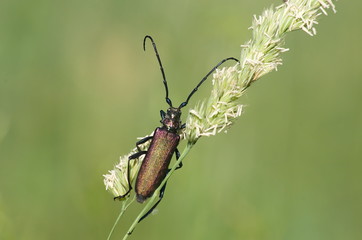 The Capricorn beetle on a stalk of grass. 