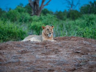 Lioness in Tsavo East National Park, Kenya