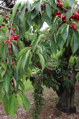 Cherry growing on cherry trees