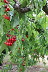 Cherry growing on cherry trees