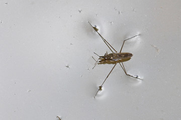 Pond Skater or Water Strider, Cornwall, England, UK.