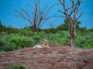 Lioness in Tsavo East National Park, Kenya