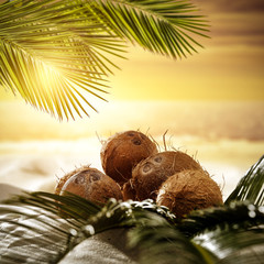 Fresh coconuts fruits on beach and green palms leaves. Summer sunset time. 