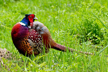 Common Pheasant (Phasianus colchicus), male preening, Cornwall, England, UK.