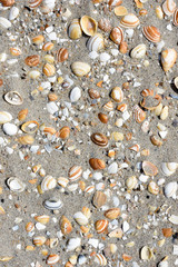 Shells on the sea beach