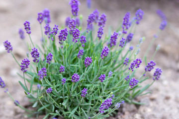 lavender flowers in the garden